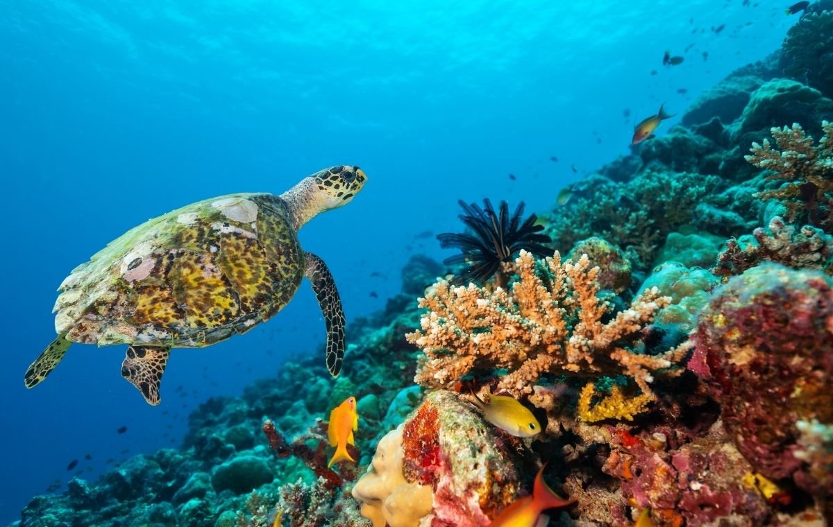 Coral reef in the Anilao marine sanctuary, meters from Vivere Azure’s shore